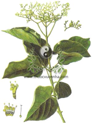 vọng cách, 傘序臭黃荊, 伞序臭黄荆, bọng cách, cách, Premna integrifolia L., Gumira littorea Rumph., họ Cỏ roi ngựa, Verbenaceae